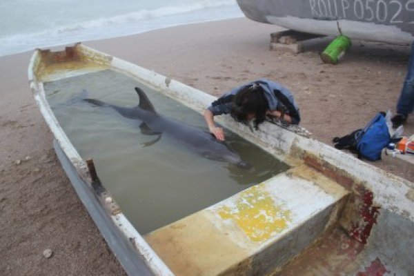 Delfinul eşuat pe plaja de la Vama Veche a murit